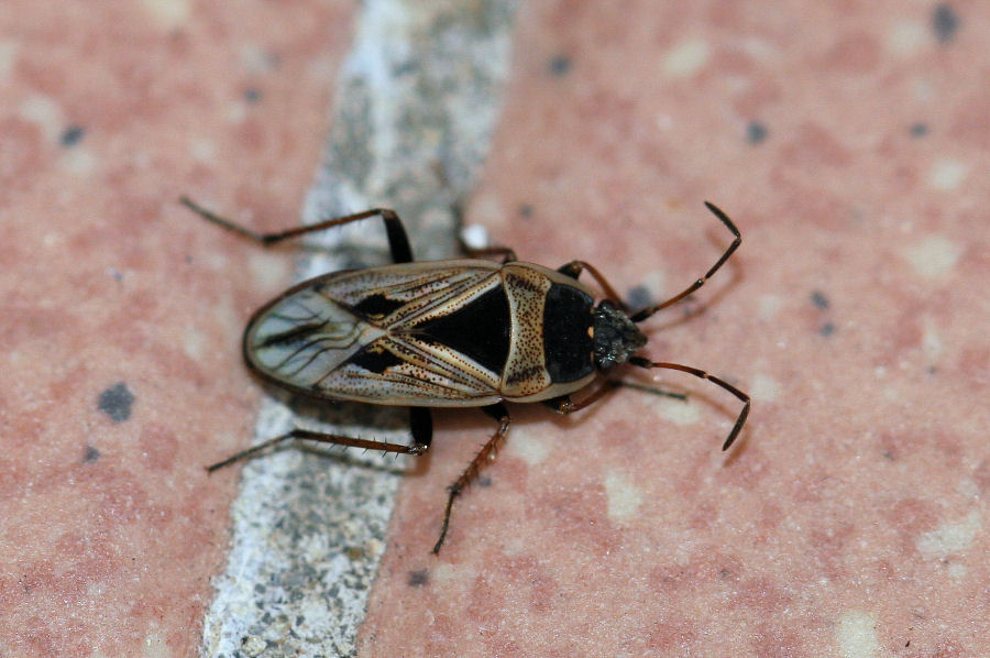 Lygaeidae:  Xanthochilus quadratus