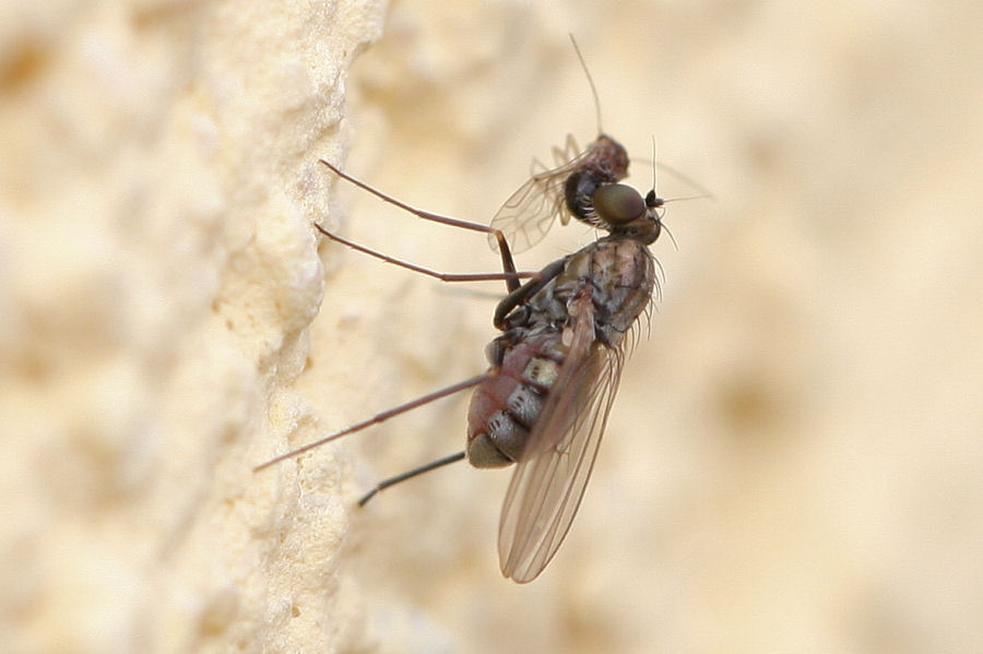 Moschina da identificare