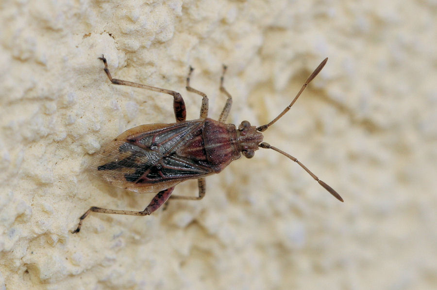Rhopalidae: Stictopleurus del gruppo abutilon/pictus