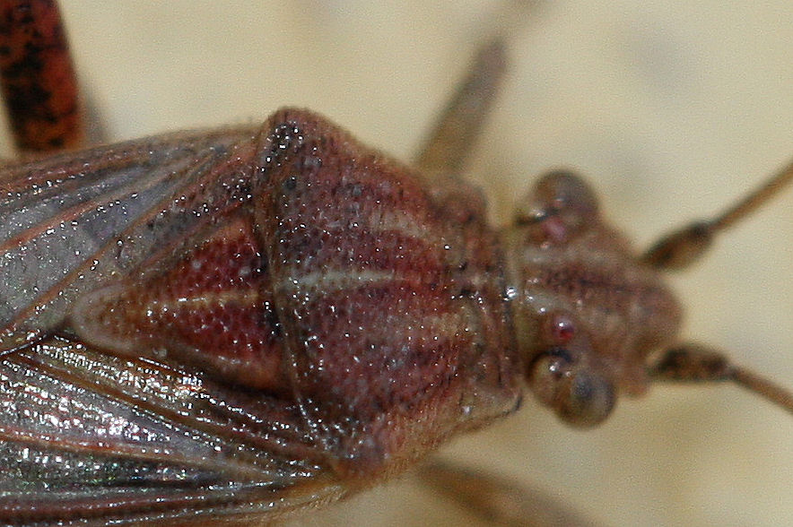 Rhopalidae: Stictopleurus del gruppo abutilon/pictus