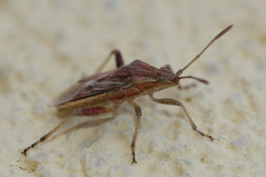 Rhopalidae: Stictopleurus del gruppo abutilon/pictus