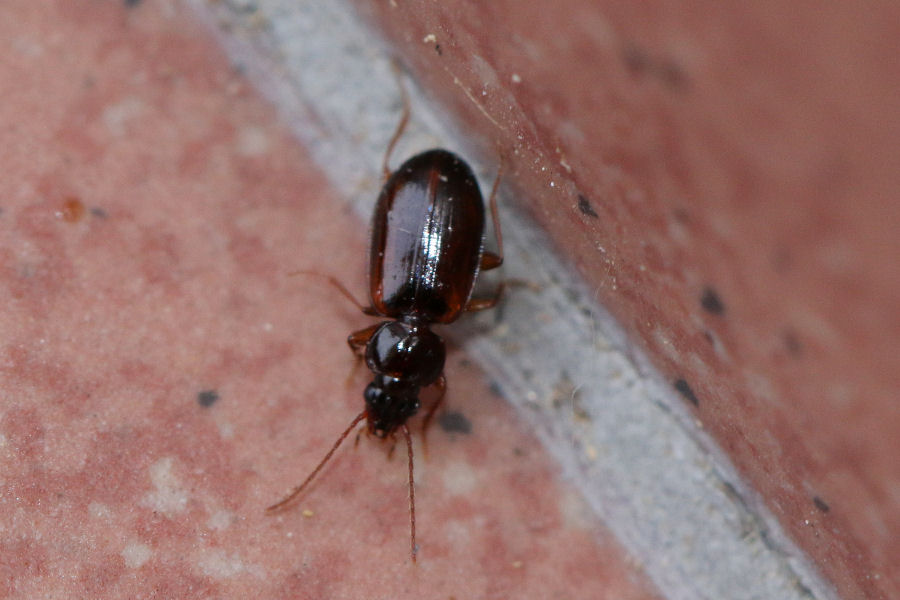 Piccolo carabidae: Trechus quadristriatus