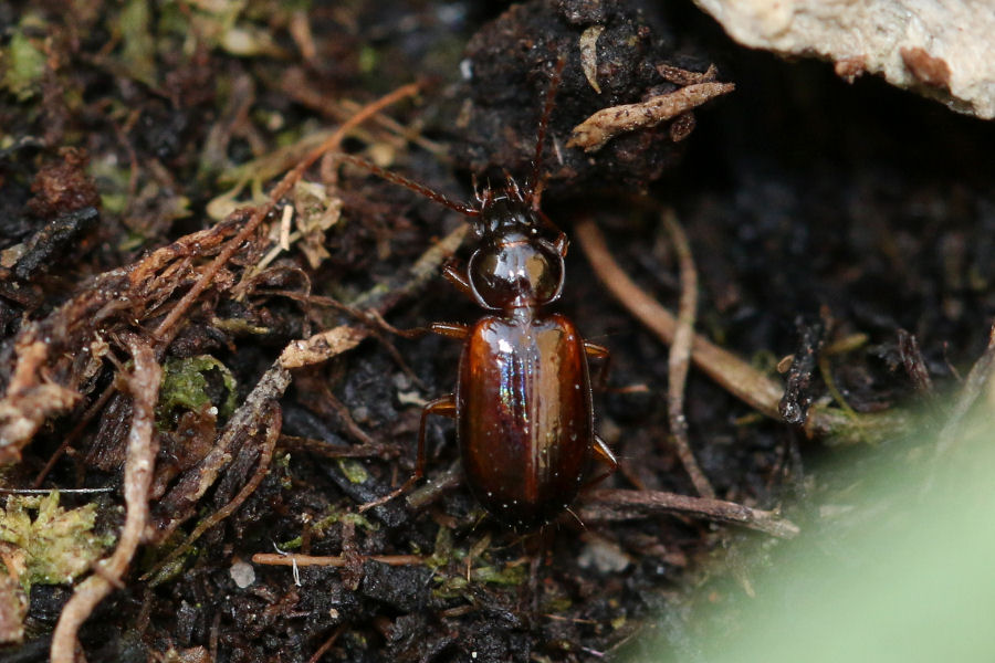 Piccolo carabidae: Trechus quadristriatus