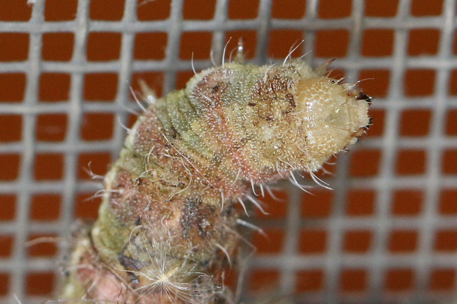Bruco bicolore da id - Heliothis peltigera