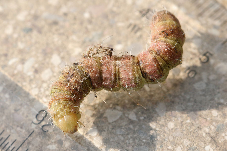 Bruco bicolore da id - Heliothis peltigera