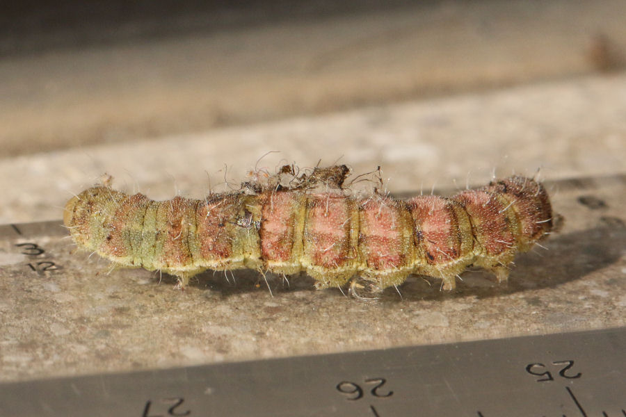 Bruco bicolore da id - Heliothis peltigera