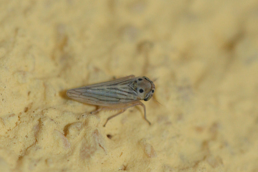 Cicadellidae : Austroagallia sinuata: Emilia-Romagna