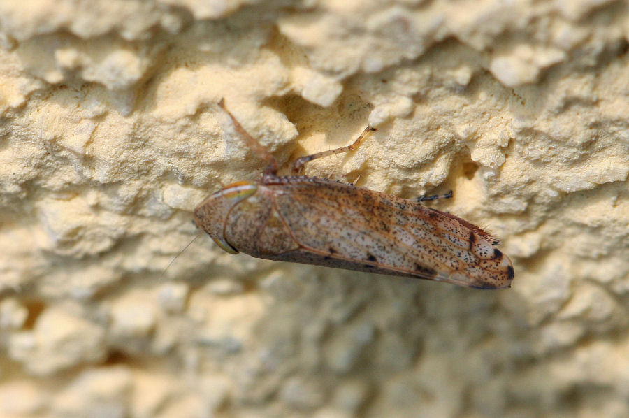 Fieberiella florii deltocefalino