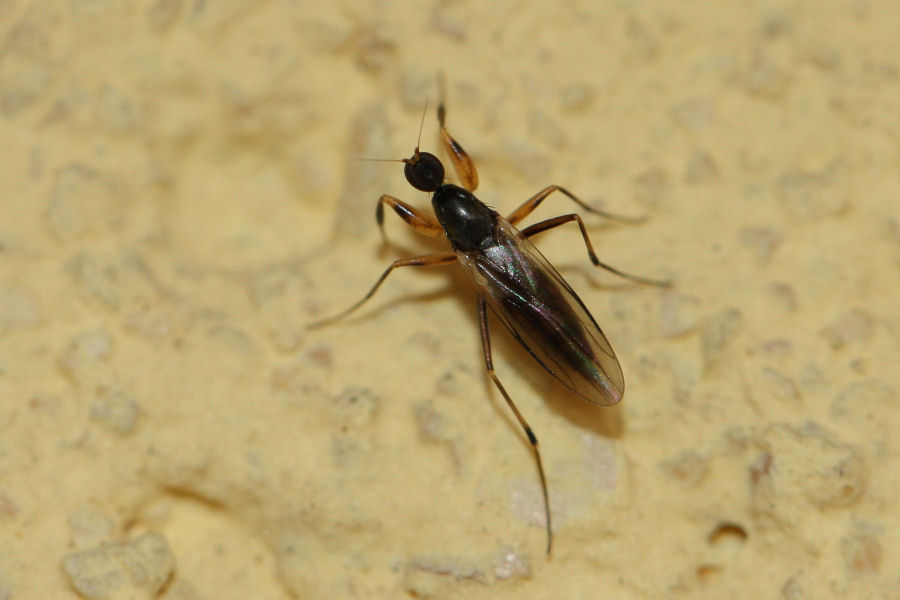 Dittero predatore da id.