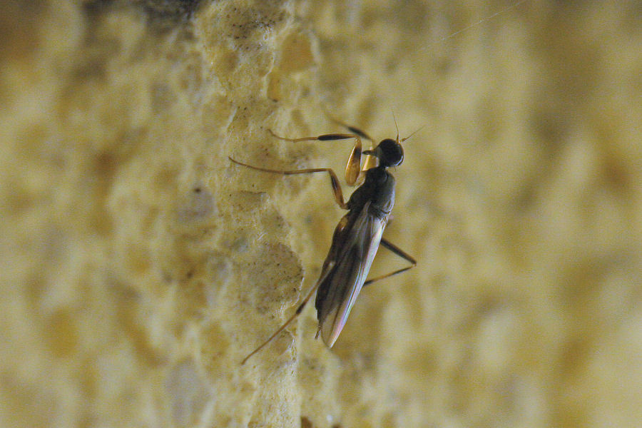 Dittero predatore da id.