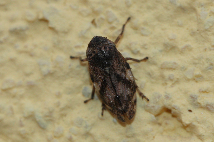 Philaenus spumarius - sputacchina