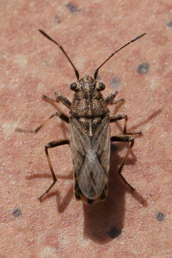 Lygaeidae: Ortholomus punctipennis dell''Emilia