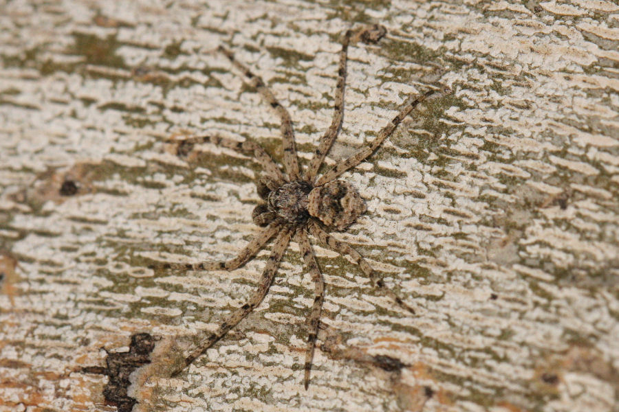 Philodromus margaritatus - Castel Maggiore (BO)