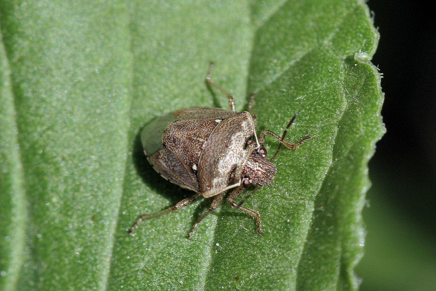 Pentatomidae: Eysarcoris ventralis dell''Emilia (BO)