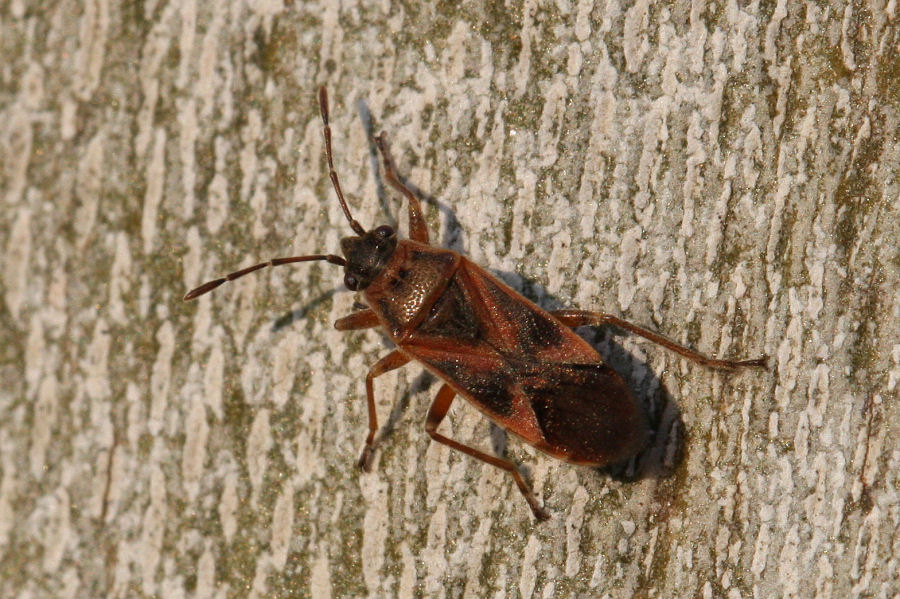 Lygaeidae: Arocatus longiceps, roeselii e melanocephalus