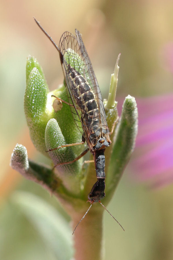 Raphidia del gruppo ophiopsis