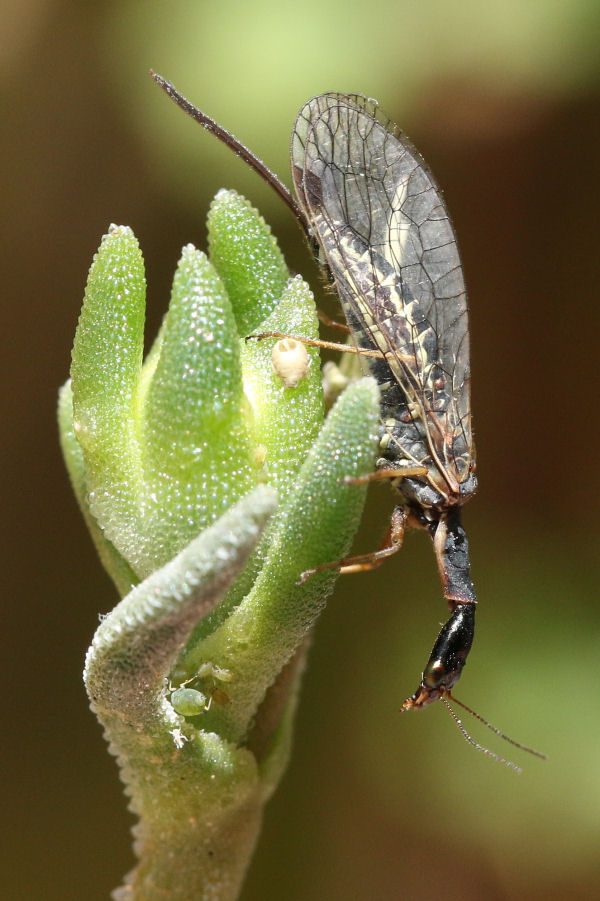 Raphidia del gruppo ophiopsis