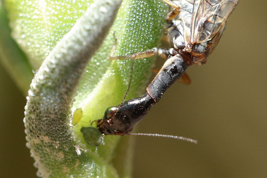 Raphidia del gruppo ophiopsis