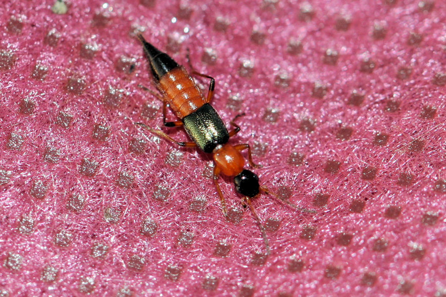 Staphylinidae: Paederus sp.?