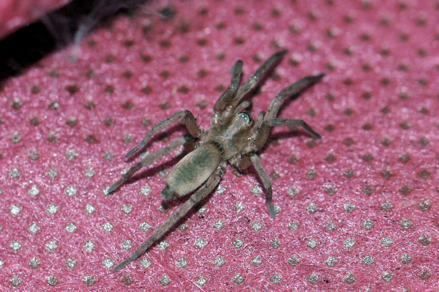 Drassodes sp. - Castelmaggiore (BO)