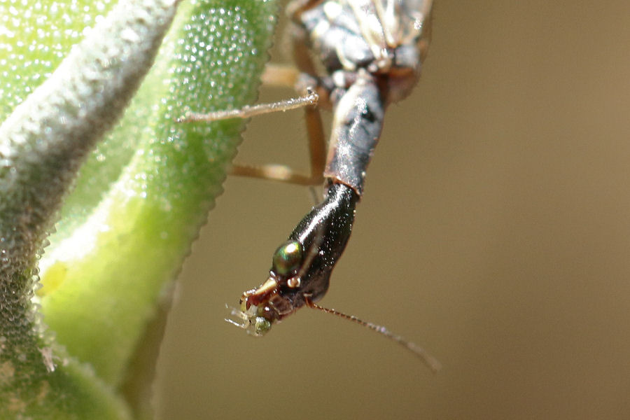 Raphidia del gruppo ophiopsis