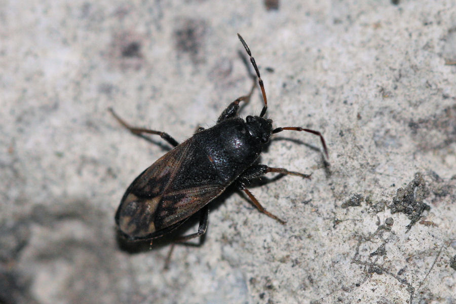 Lygaeidae: Megalonotus emarginatus dell''Emilia (BO).