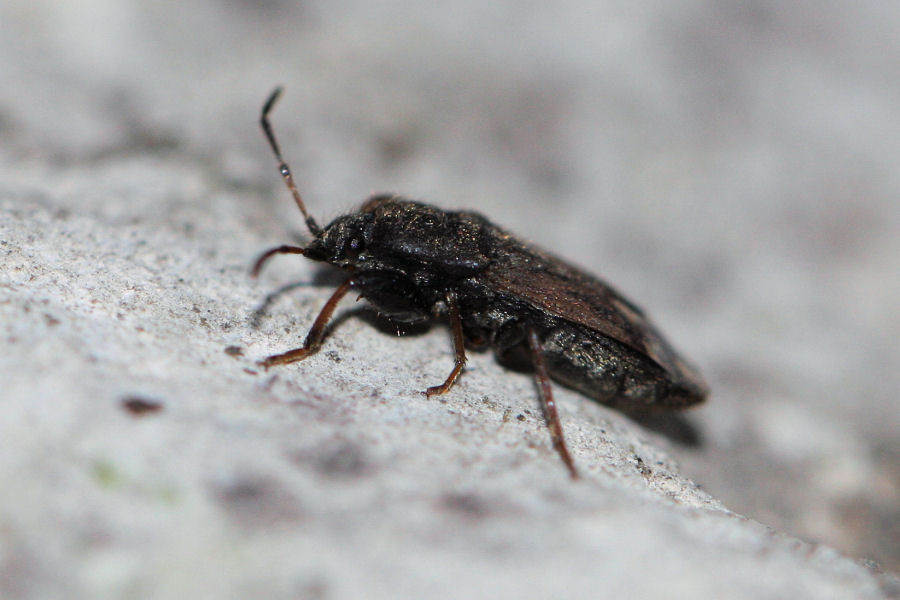 Lygaeidae: Megalonotus emarginatus dell''Emilia (BO).