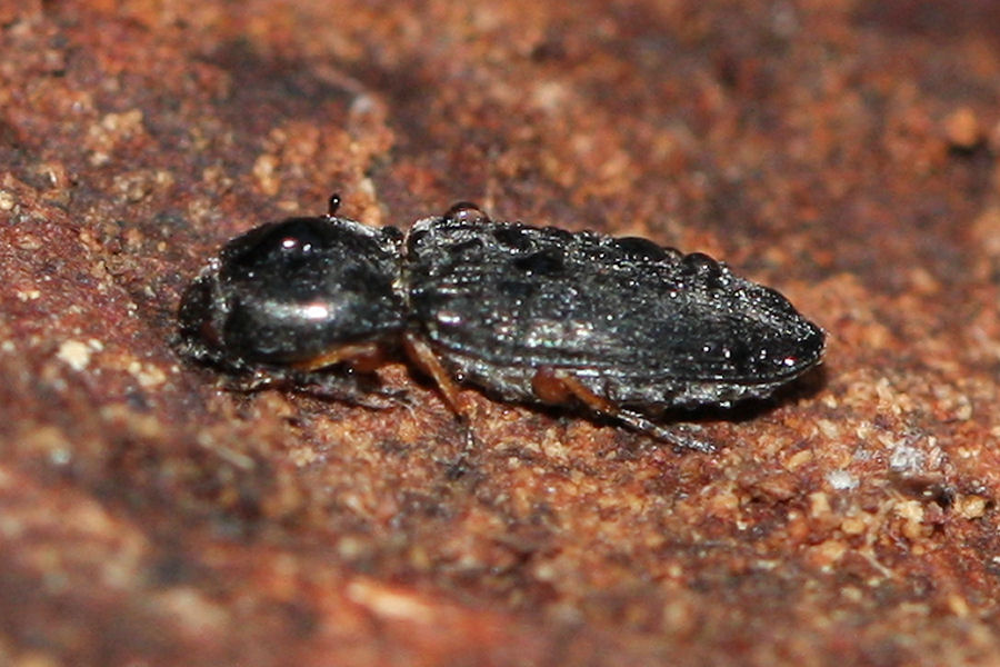 Cardiophorus goezei (cf.)  - Elateridae
