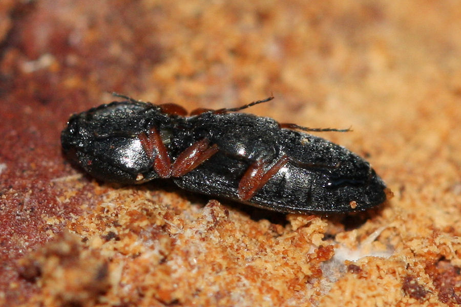 Cardiophorus goezei (cf.)  - Elateridae