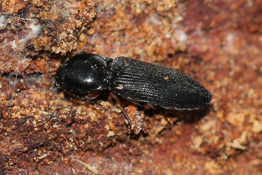 Cardiophorus goezei (cf.)  - Elateridae
