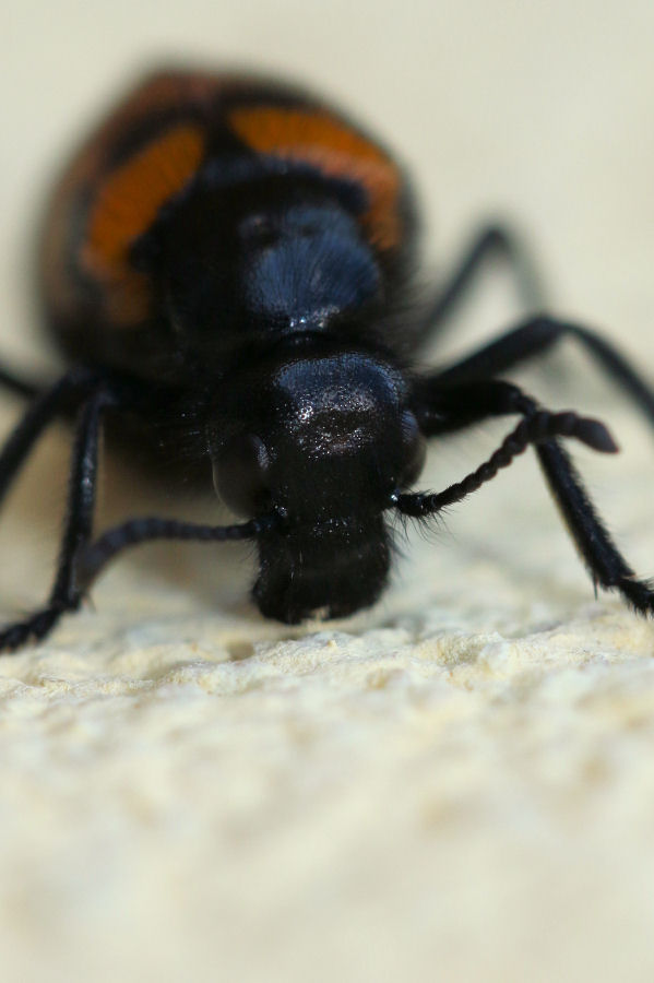 Meloidae: Mylabris variabilis? S.