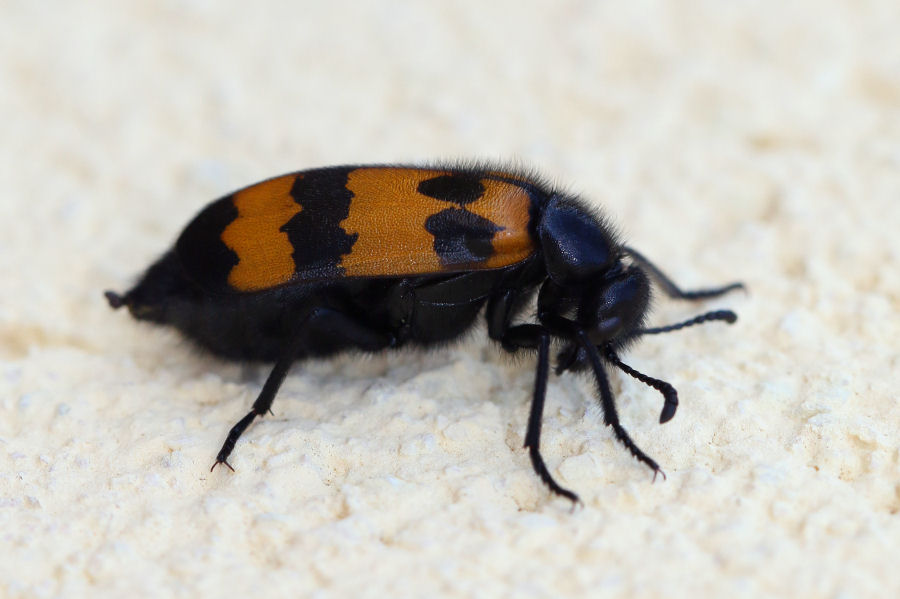 Meloidae: Mylabris variabilis? S.