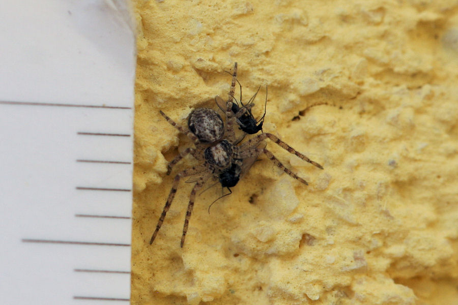 Pulchellodromus cfr. bistigma - Castelmaggiore (BO)