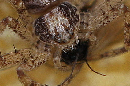 Pulchellodromus cfr. bistigma - Castelmaggiore (BO)
