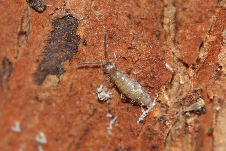 Entomobryidae ?