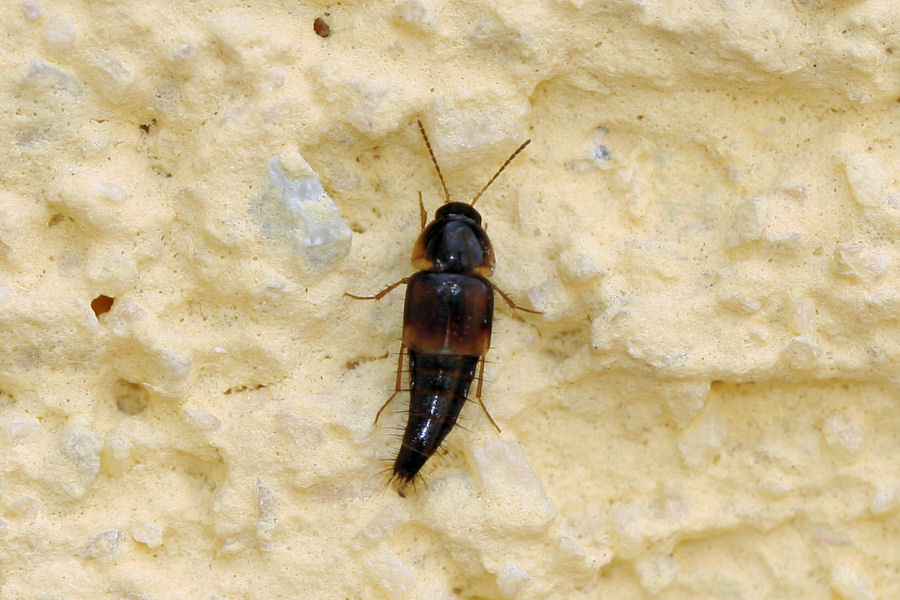 Tachyporus? (Staphylinidae)
