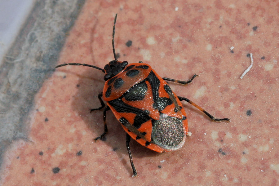 Pentatomide: Eurydema ornata dell''Emilia (BO)