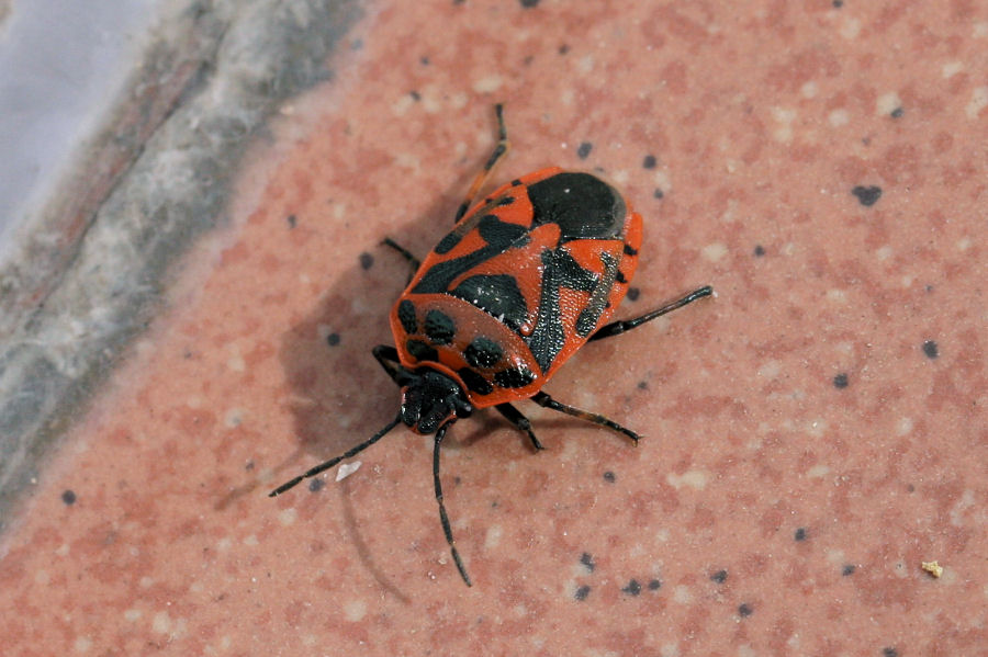 Pentatomide: Eurydema ornata dell''Emilia (BO)