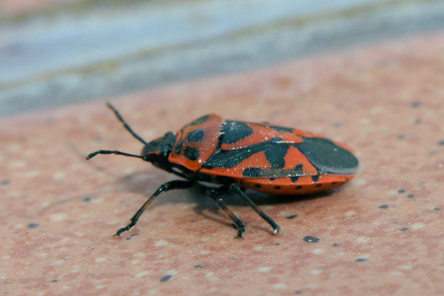 Pentatomide: Eurydema ornata dell''Emilia (BO)