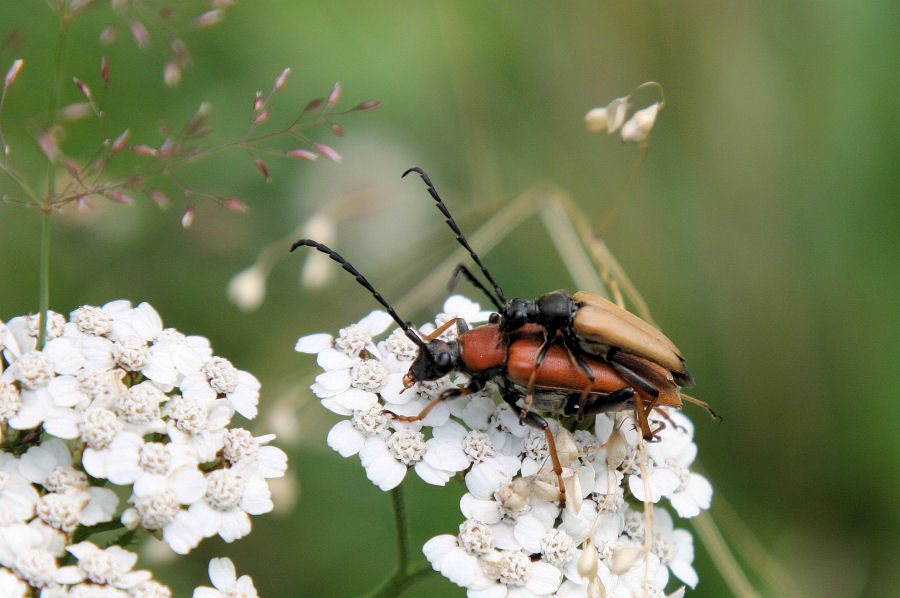 Stictoleptura rubra in accoppiamento