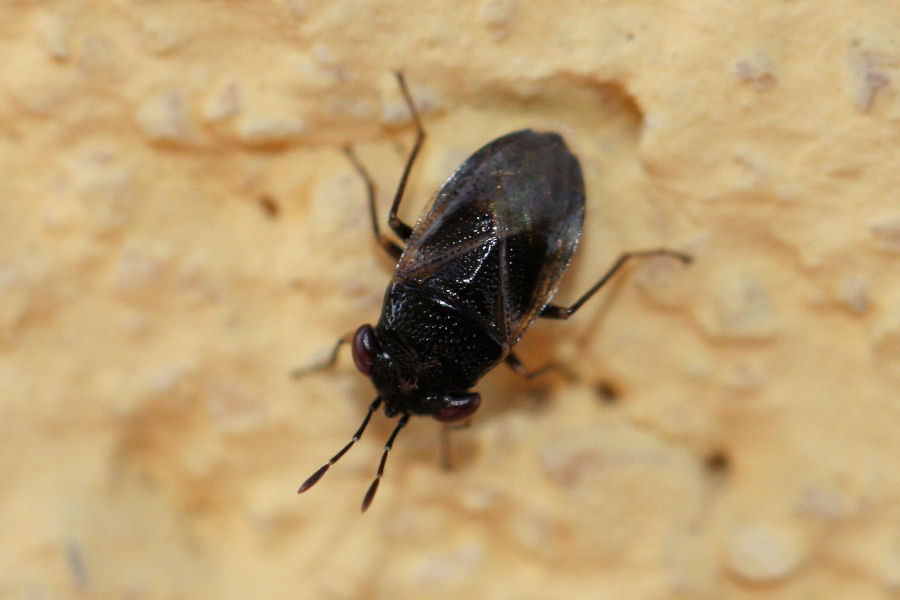 Lygaeidae: Geocoris lapponicus dell''Emilia (BO)