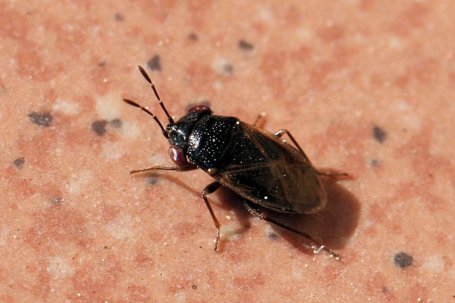 Lygaeidae: Geocoris lapponicus dell''Emilia (BO)