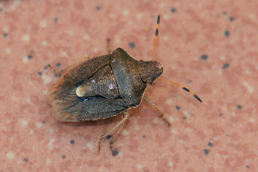 Pentatomidae: Peribalus vernalis dell''Emilia (BO)