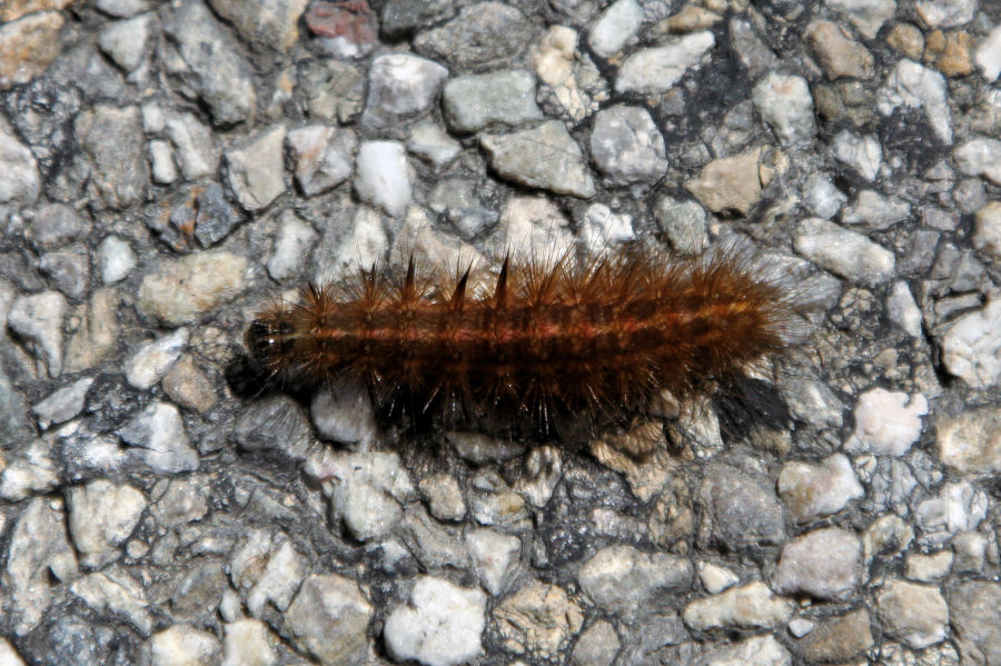 Bruco di Erebidae? - S, P.fuliginosa o Spilosoma sp.