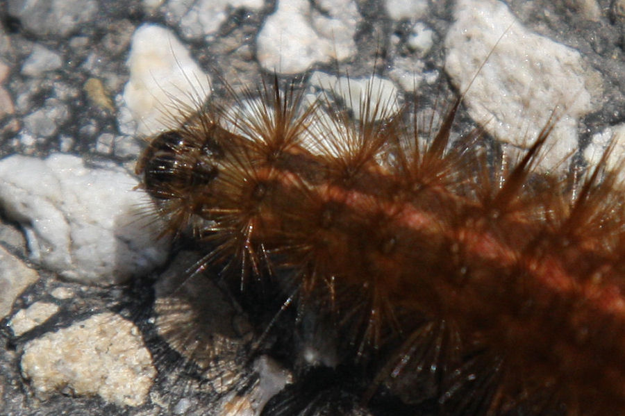 Bruco di Erebidae? - S, P.fuliginosa o Spilosoma sp.