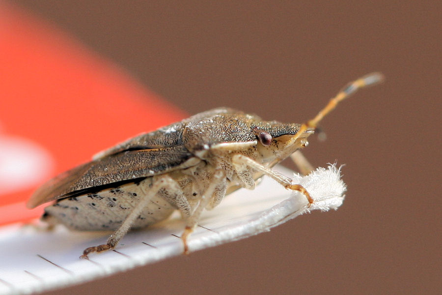 Pentatomidae: Peribalus vernalis dell''Emilia (BO)