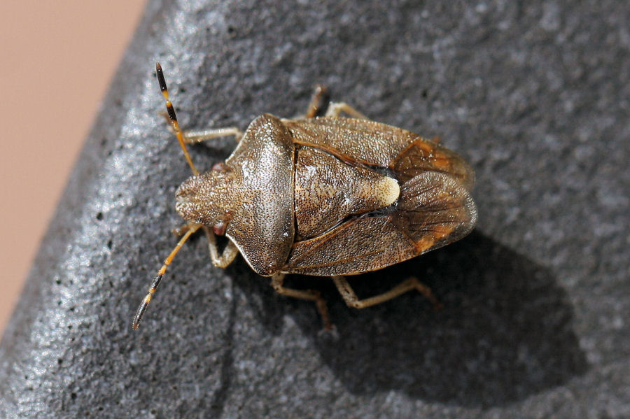 Pentatomidae: Peribalus vernalis dell''Emilia (BO)