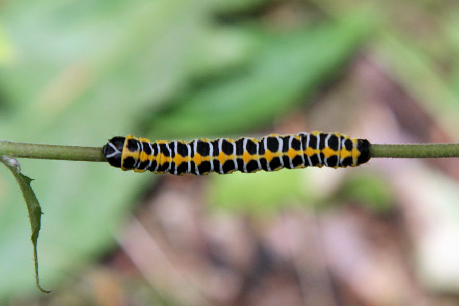 Bruco di Cucullia lactucae (Noctuidae)
