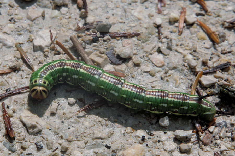 Sphinx pinastri? S