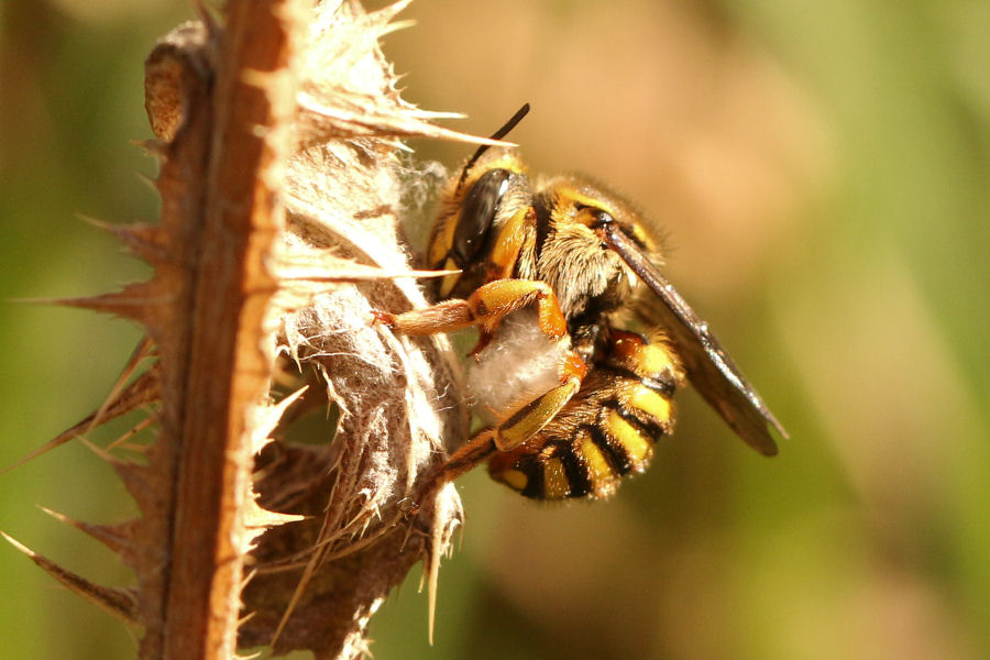 Apidae Megachilinae: Anthidium che raccoglie fibre per il nido